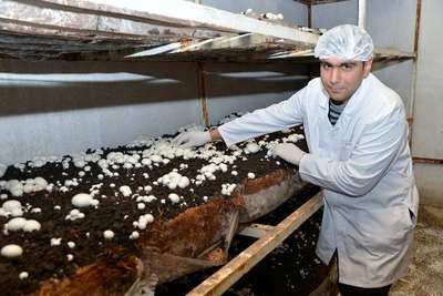 200 bin liraya kurduğu tesiste aylık 3 ton mantar üretiyor