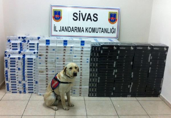 Sivas'ta 15 bin paket kaçak sigara ele geçirildi