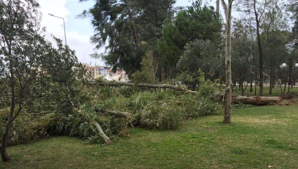 Manisa'da lodos ağaçları devirdi