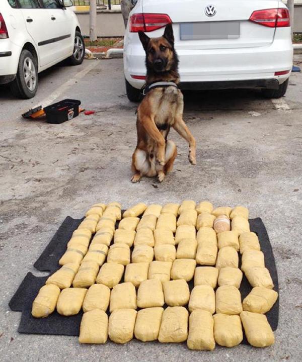 Narkotik köpeği 'Ben'in zafer pozu