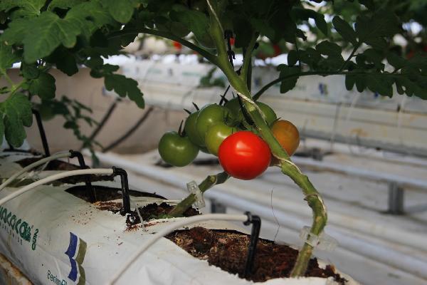 Ağrı'da serada üretilen domatesi Antalya'ya sattılar