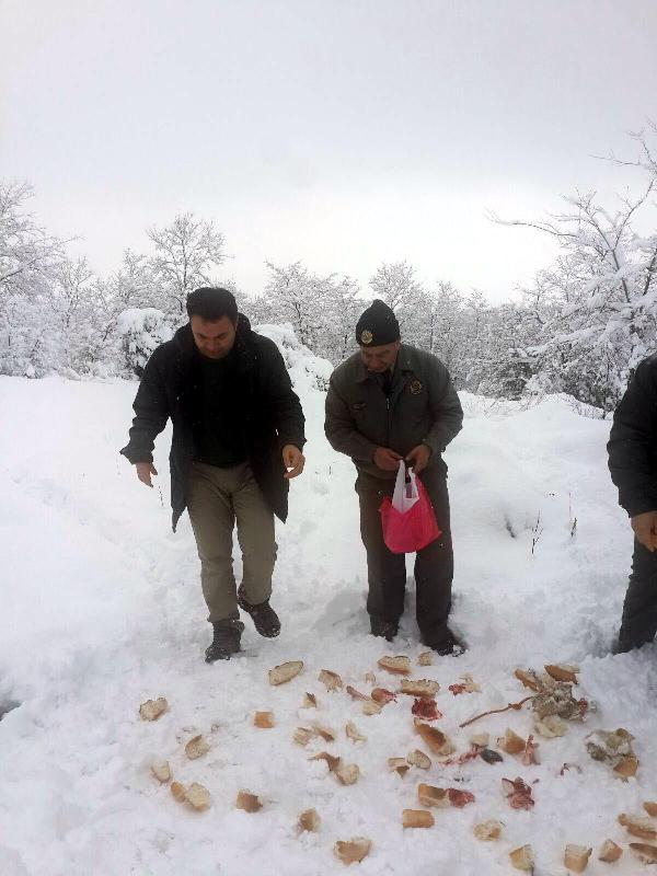 Yaban hayvanları için ormana yiyecek bırakıldı