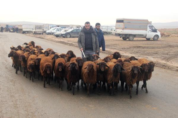 Şanlıurfa Hayvan Pazarı, şap hastalığı nedeniyle karantinaya alındı