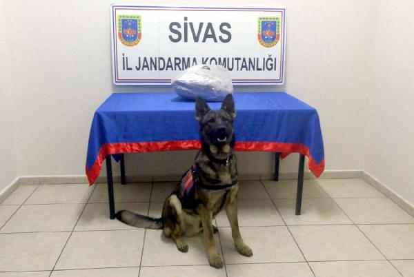 Gürün'de yolcu otobüsünde esrar ele geçirildi