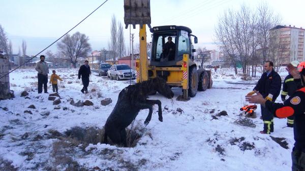 Foseptik çukuruna düşen tay iş makinesiyle kurtarıldı