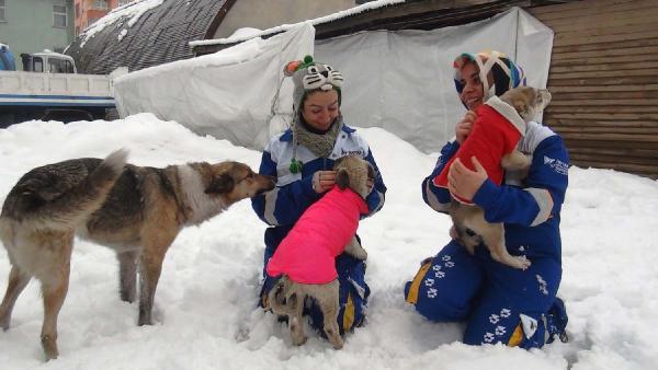 Almanya'dan Bitlis'teki köpeklere elbise