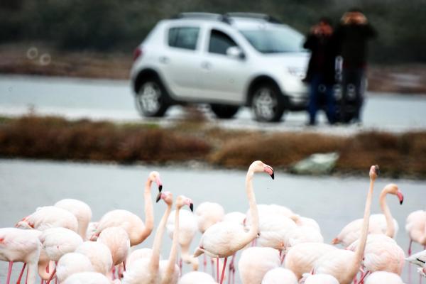 Bodrum Tuzla Sulak Alanı kuş cennetine döndü