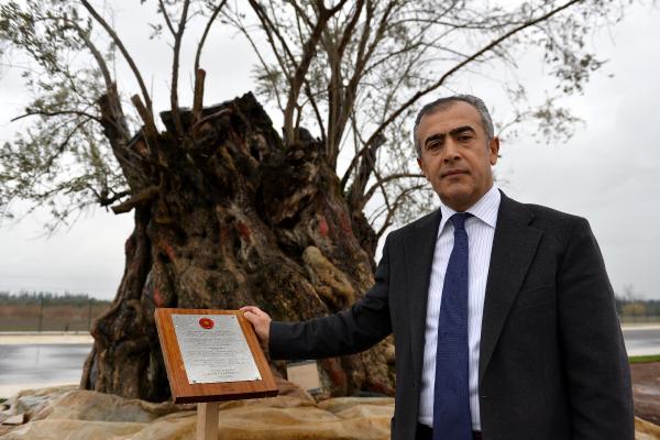 945 yaşındaki zeytin ağacının 400 kilometrelik yolculuğu