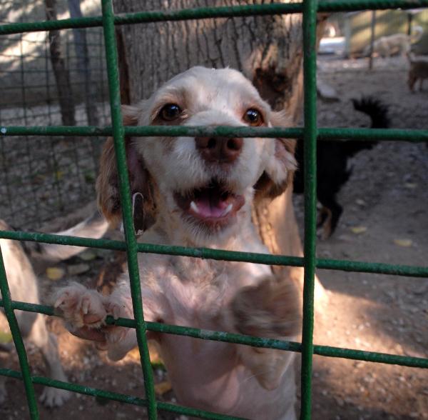 'Kedi ve köpekler karne hediyesi olmasın'
