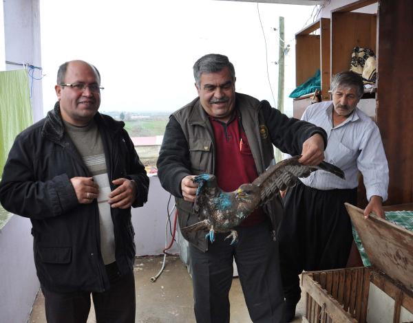 Yaralı şahin tedaviye alındı