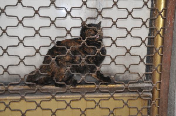 Yüksekova'da kedi kurtarma operasyonu