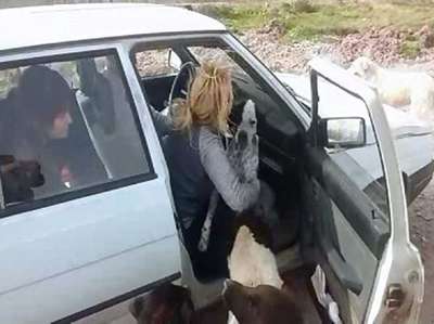 Sahipsiz köpekler hayvanseverleri bırakmak istemedi