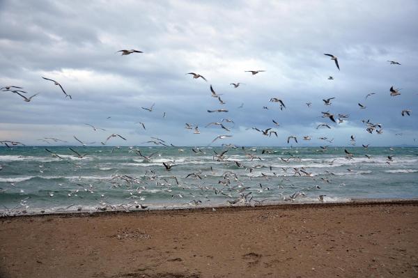Altınkum Plajı'nı martılar bastı