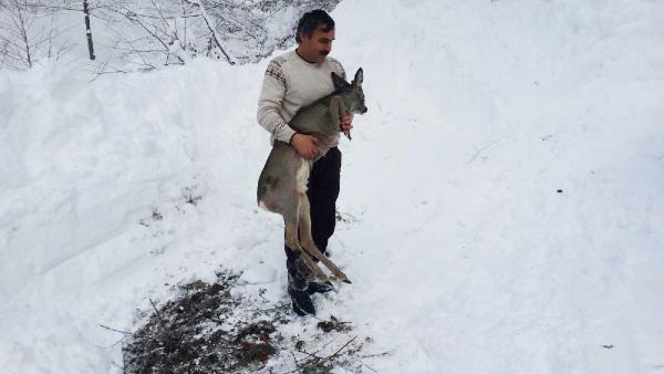 Muhtar çukura düşen karacayı kurtardı