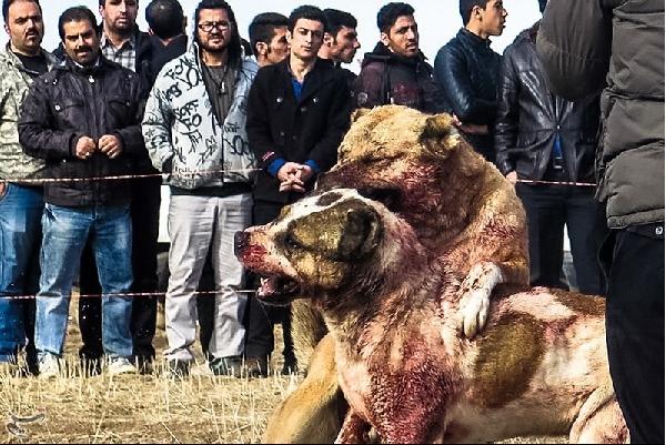 İran'da tepki çeken 'köpek dövüşü'