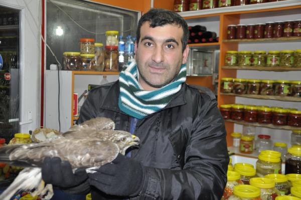 Yaralı şahin yavrusuna sahip çıktılar