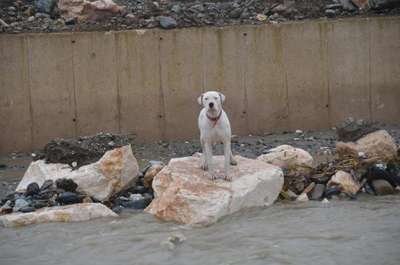 Dere kenarında mahsur kalan köpeği belediye çalışanları kurtardı