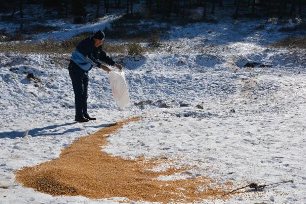 Amanos Dağları'ndaki yaban hayvanlarına yem bırakıldı