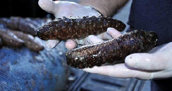 Ayvalık'ta 900 kilo deniz patlıcanı ele geçirildi