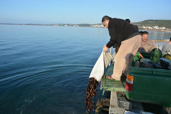 Aliağa'da yarım ton deniz patlıcanı ele geçirildi