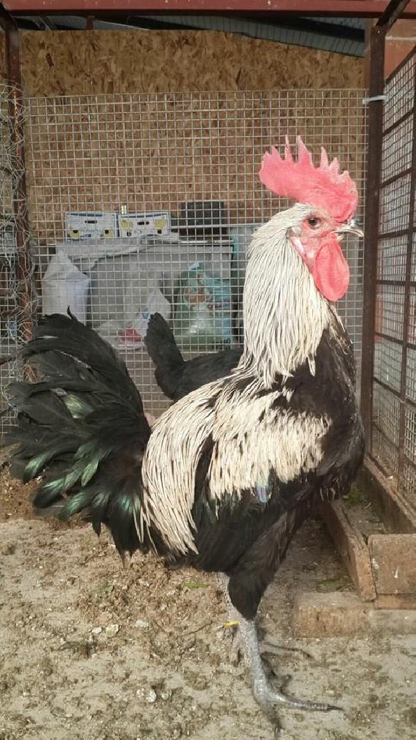 Denizli Horozu dövüştürene af yok