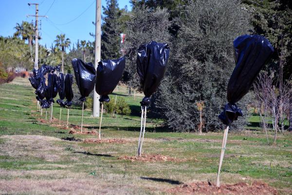 Fidanlara çöp poşetli koruma