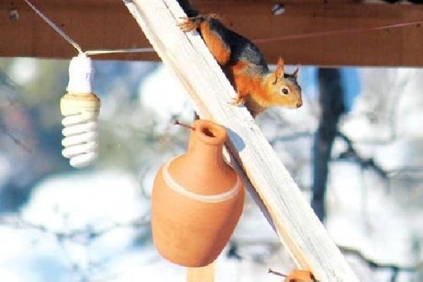 Yaka Manastırı'na gelenleri sincaplar karşılıyor