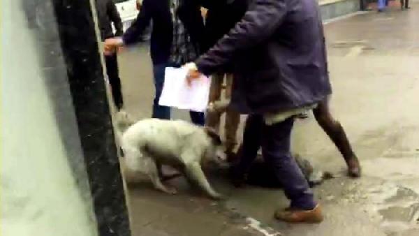 Birbirine saldıran köpeklere tekmeli müdahale tepki çekti