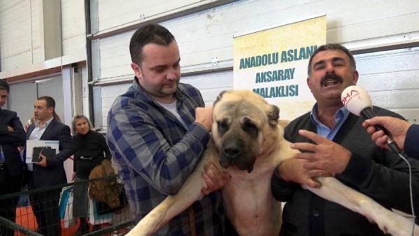 Aksaray’daki yetiştirilen bu köpeği 10 bin euro’ya satmadı