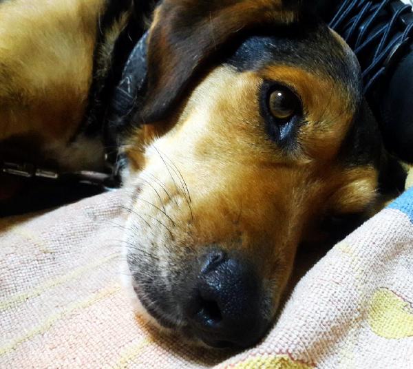 İki köpek iki sorumsuzun kurbanı