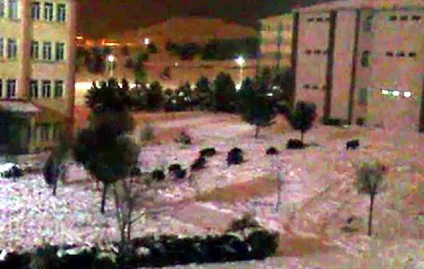 Sivas'ta kurt ve domuzlar yerleşim merkezlerine indi