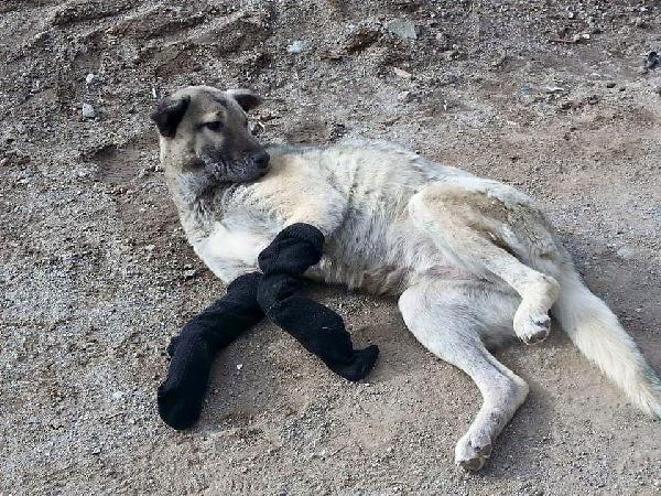 Sokaktaki yaralı köpeğe sahip çıktı