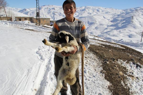 Başkale’de yeni doğan 3 ayaklı kuzu şaşırttı