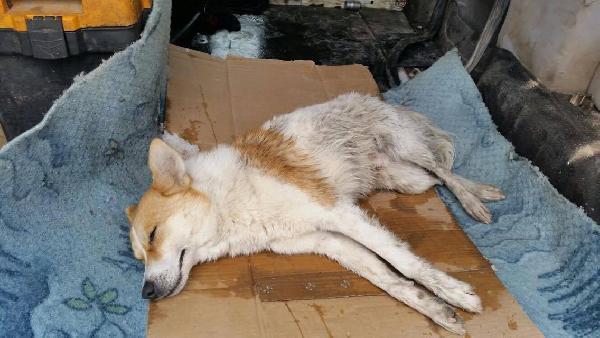 Otomobilin çarpıp kaçtığı yaralı köpeğe, belediye sahip çıktı