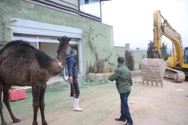 Televizyon sahibi kaçak binasının yıkımında deve kestirdi
