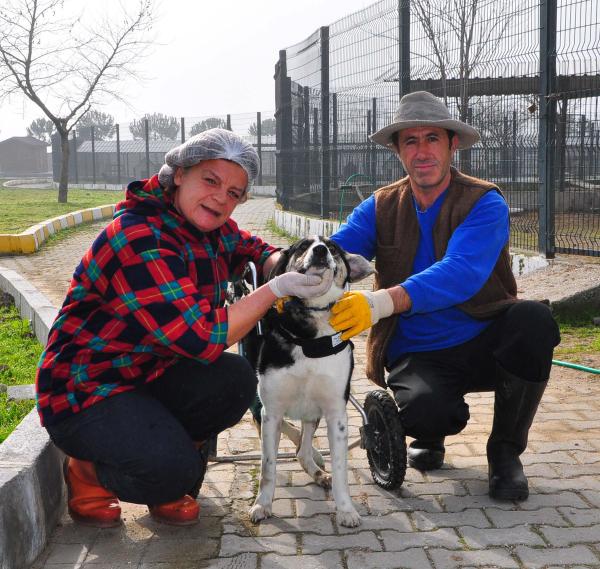 Avcıların sakat bıraktığı köpek yürüteçle ayağa kalktı