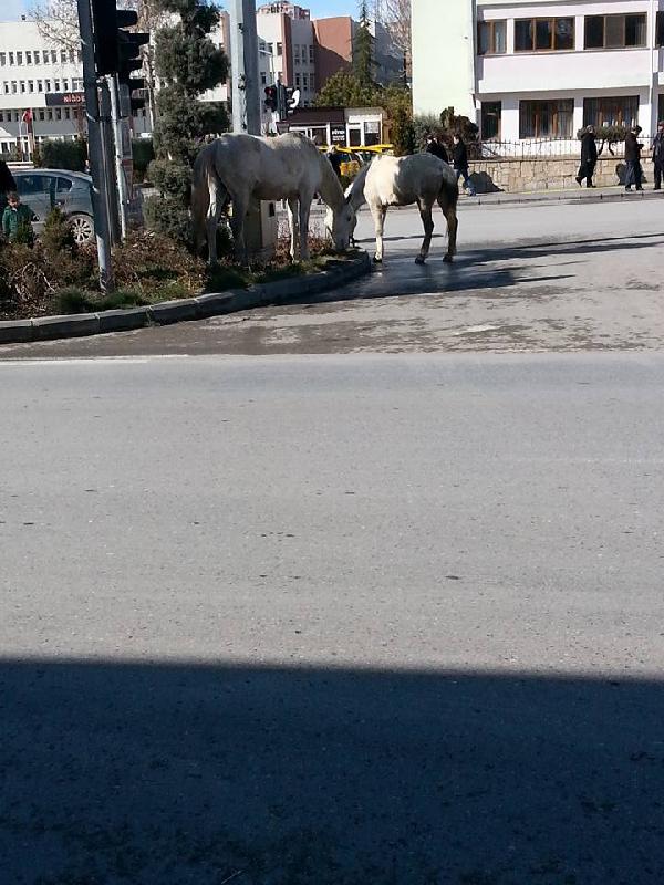 Niğde kent merkezinde atlar dolaştı