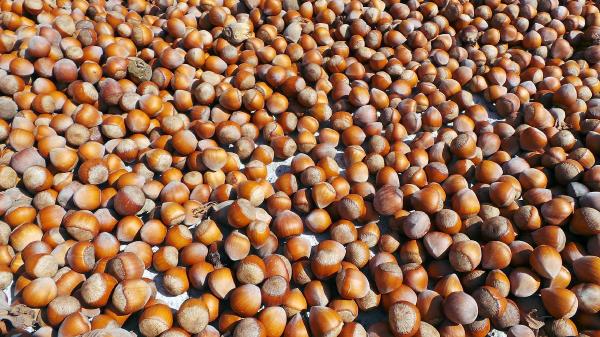Milletvekili Çanak: Fındığa her zaman müdahale edebiliriz