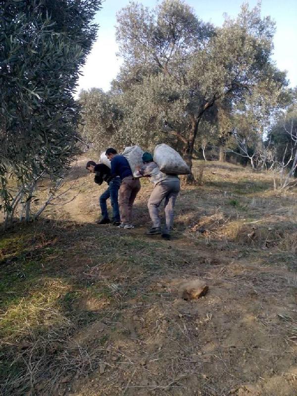 Zeytin üreticileri eşeğin değerini anladı