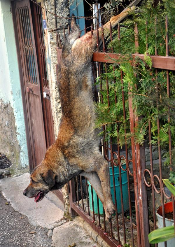 Bacağına demir saplanan köpeği itfaiye kurtardı