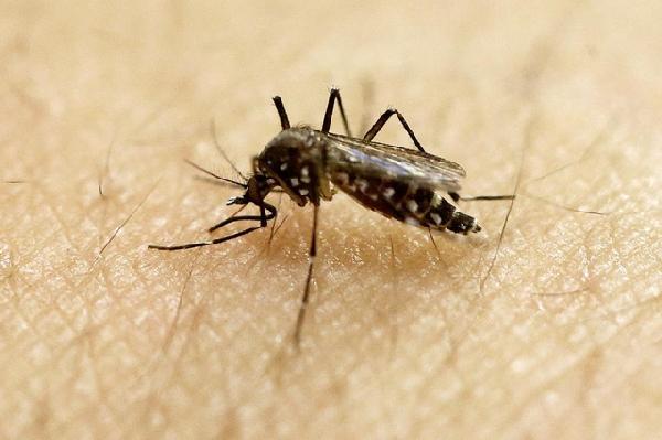 Dünya Sağlık Örgütü’nden Avrupa Kıtası için ZİKA  alarmı