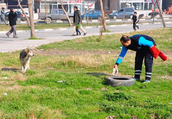 Sokak hayvanları bakım için toplandı