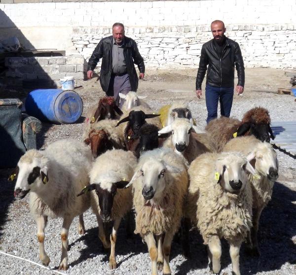 Et fiyatları yükselince vatandaşlar birleşip koyun satın alıyor