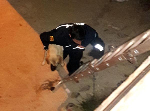 Dere yatağına düşen yavru köpeği itfaiye kurtardı