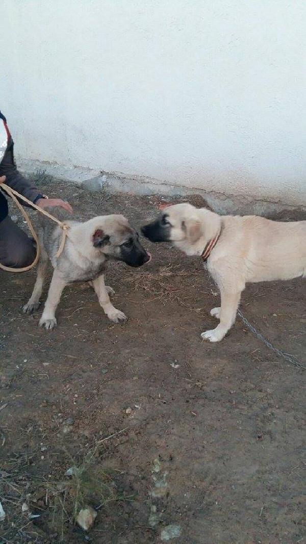 Dövüştürmek için çaldıkları köpeğin kulağını kesmişler