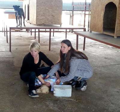 Manavgat'taki barınağa Türk ve Alman hayvanseverlerden tepki
