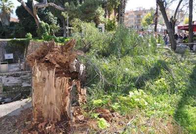 Noel Baba Müzesi'ndeki asırlık ağaç fırtınada devrildi