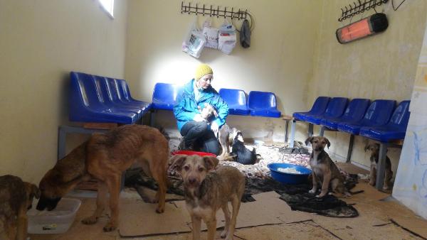 İkizdere’de sokak köpeklerine halı döşemeli, ısıtmalı barınak