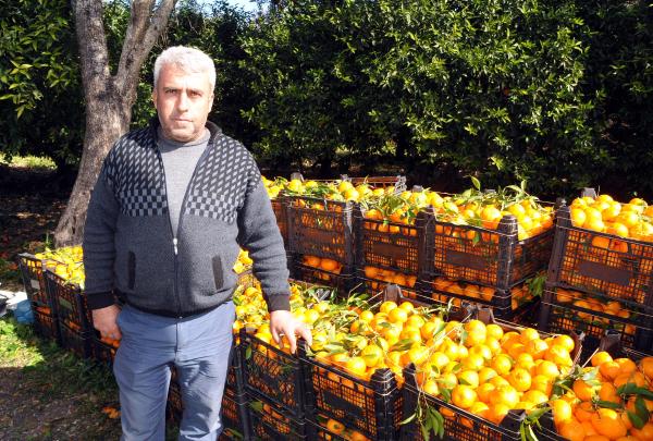 Bu yıl mandalinalar yerlerde