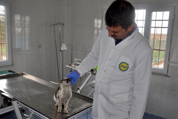 Burnu parçalanan yavru kedi tedavi altında